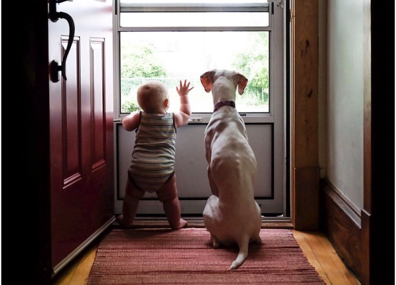 cane e bambino come prevenire i pericoli